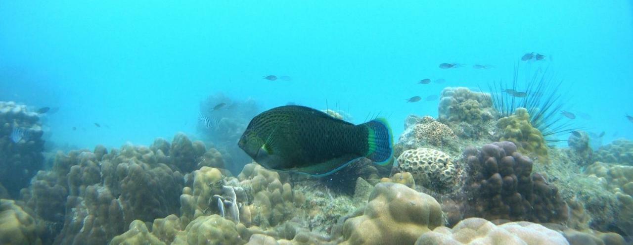 ホテル アオポン リゾート マーク島 エクステリア 写真